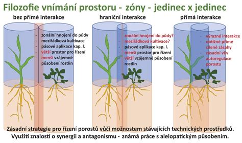 Schéma výsevu fazule