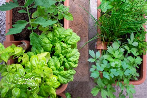 Čerstvé bylinky na varenie