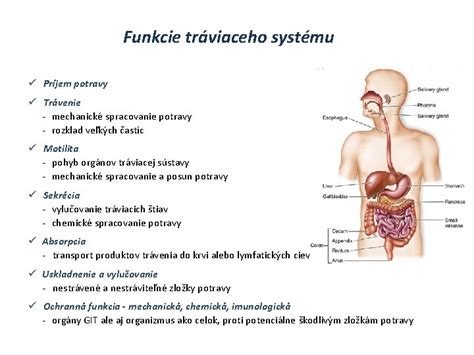 Štruktúra tráviaceho systému