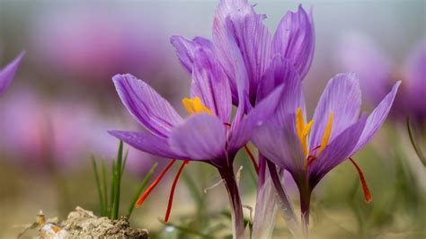 Šafrán v niťkách a jeho lúhovanie vo vode