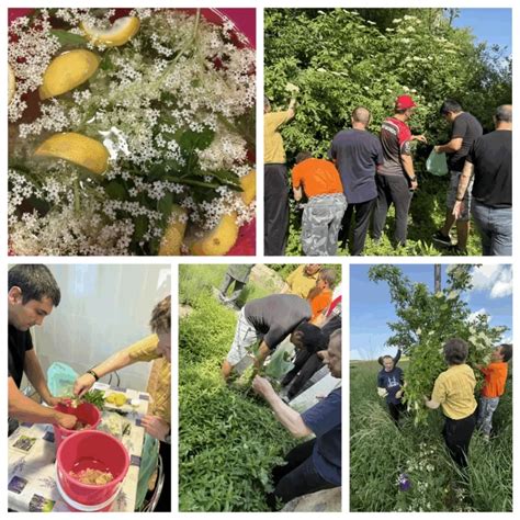 Zber a príprava čerstvej žihľavy