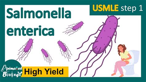 Infografika o baktériách v mäse (Salmonella, Listeria)
