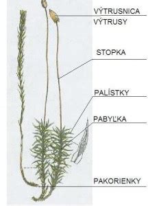 Ilustrácia rastliny feniklu s popisom častí