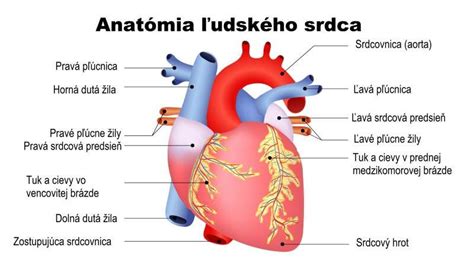 Ilustrácia srdca a obličiek