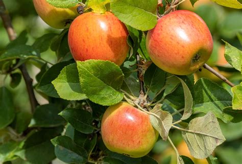 Zrelé jablká pripravené na zaváranie