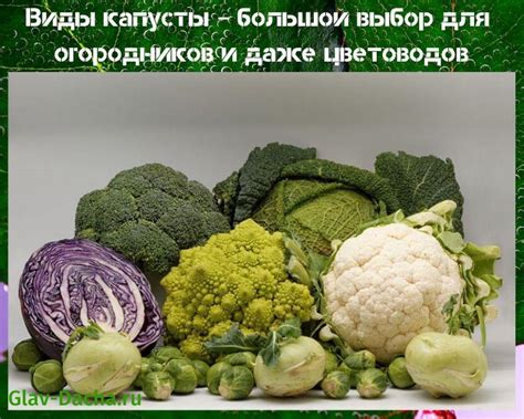 Rôzne druhy kapusty