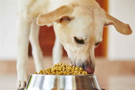 Ilustrácia psa s miskou varenej stravy