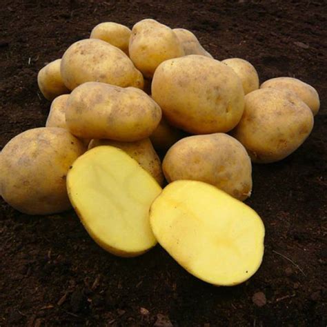 Zemiaky rôznych varných typov