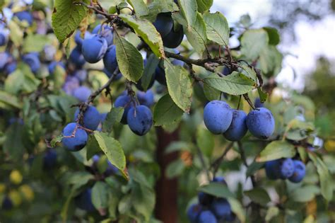 História pestovania sliviek a ich využitie v tradičnej kuchyni