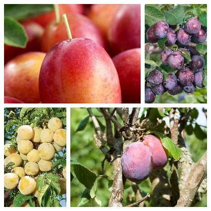 Rôzne druhy sliviek