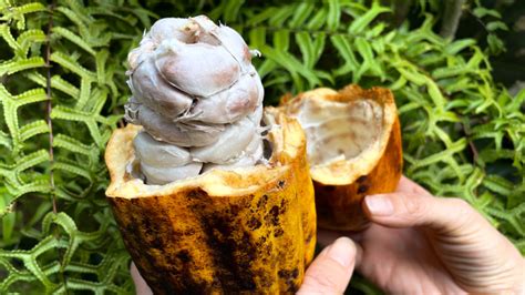 Vylúpený čerstvý bôb na poľských trhoch