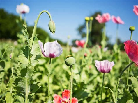 Ilustrácia maku a makových zŕn