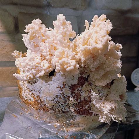 Huba korálovec ježovitý (opičia hlava)