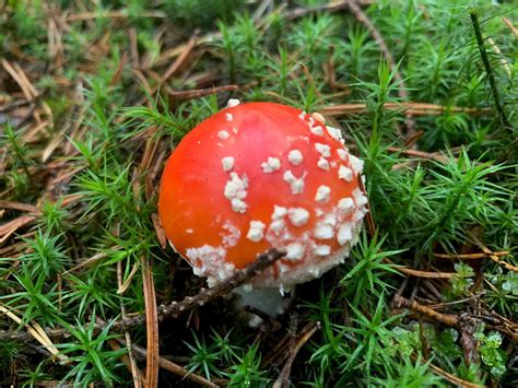 Infografika nutričných hodnôt húb