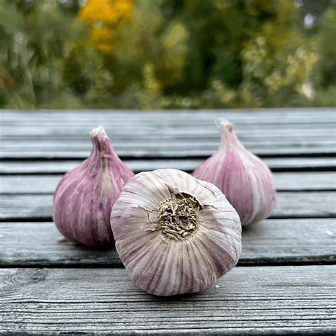 Cesnak a bylinky ako základ marinády