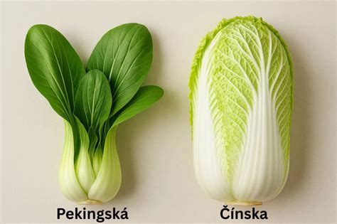 Čínska kapusta s rôznymi druhmi zeleniny