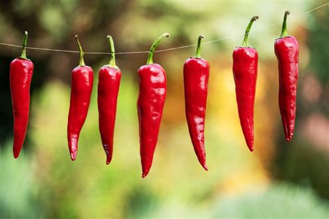 Červená paprika a chilli papričky