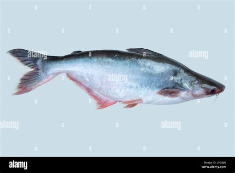 ryba pangasius
