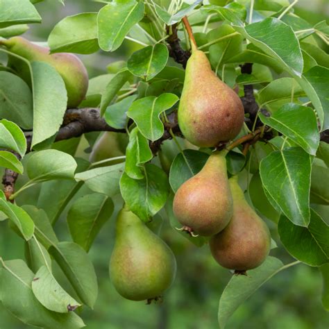 nakrájané hrušky na koláči