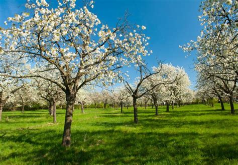 Ovocný sad s marhuľami