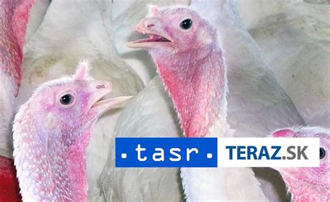 Ilustračné foto morčacieho mäsa