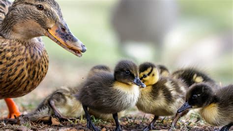 Ilustračné foto kačice