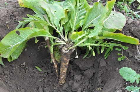 Ilustrácia koreňa chrenu s nasekanou vňaťou