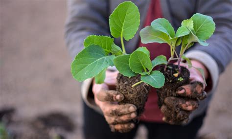Sadenice kapusty pripravené na výsadbu