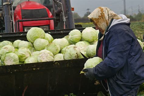 Ručný zber kapusty