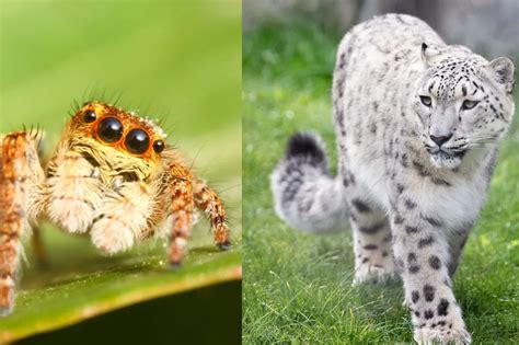 krizenec jedla a zvierata v animovanom filme