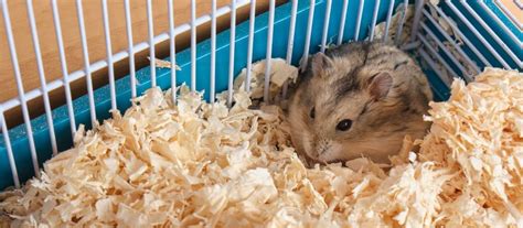 Škrečok a jeho potrava