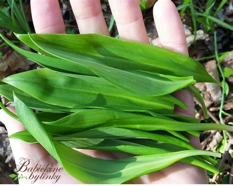 Infografika o zdravotných účinkoch medvedieho cesnaku