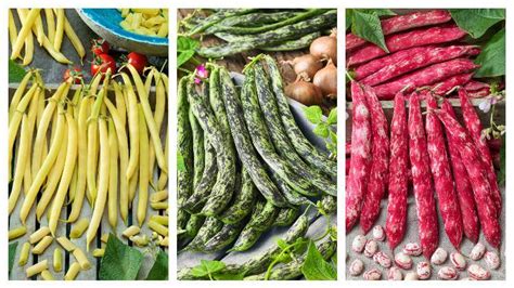 Ilustrácia rôznych druhov fazule