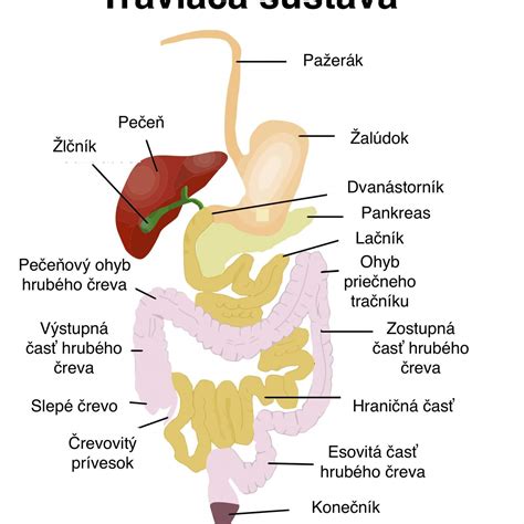 Anatómia slepého čreva