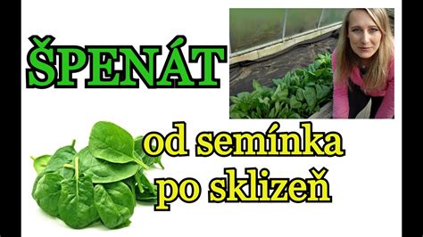 História špenátu od Perzie po Európu