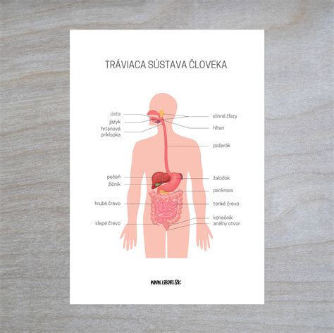 Schéma zamerania receptov na orgány