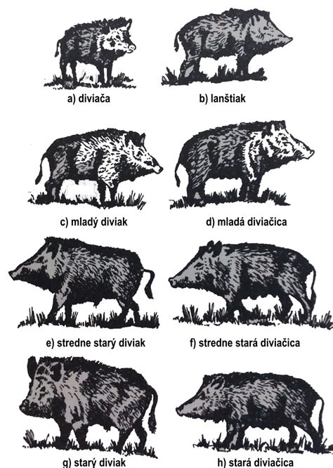 Ilustrácia s rôznymi francúzskymi jedlami