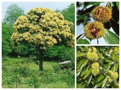 Ilustrácia stromu jedlého gaštana