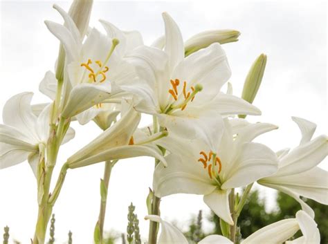 symbolika bielej ľalie