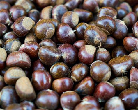 Ilustrácia ako správne narezať gaštany pred pečením