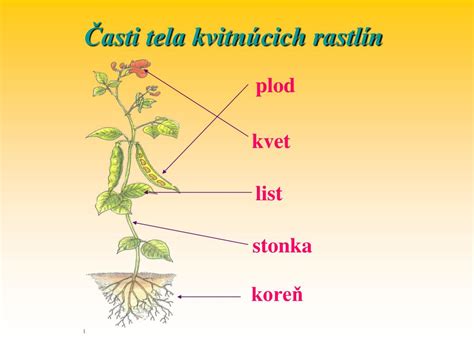 Ilustrácia rastliny cvikly s koreňom a listami