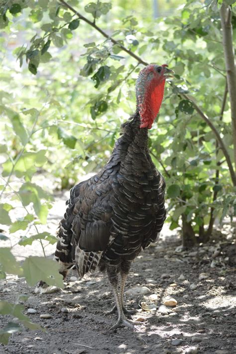 Ilustrácia výberu čerstvej morky