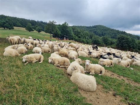 Ilustrácia oviec na paši