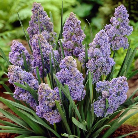 Fotografia opečených cibuliek