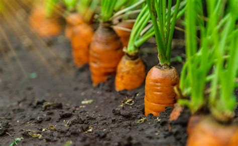 Mrkva v presolenej polievke