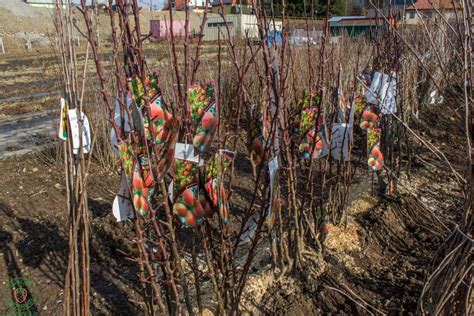 Jablone v sade počas zberu