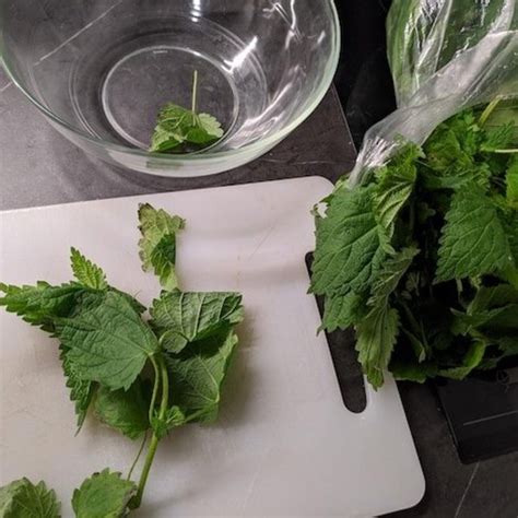 Čerstvé listy žihľavy