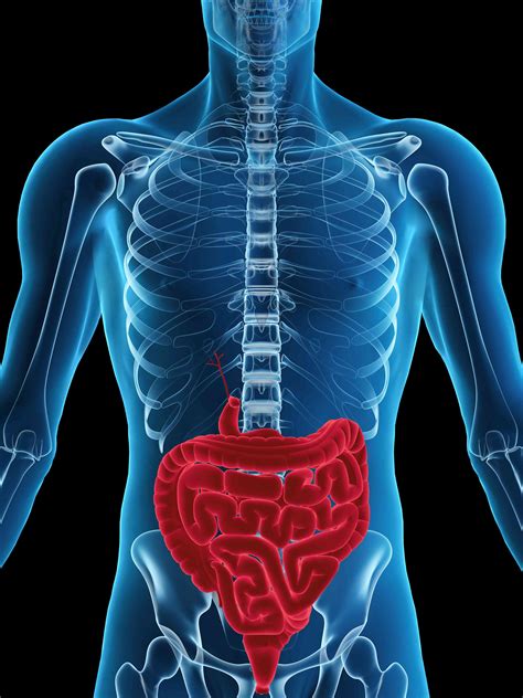 Ilustrácia tráviaceho systému