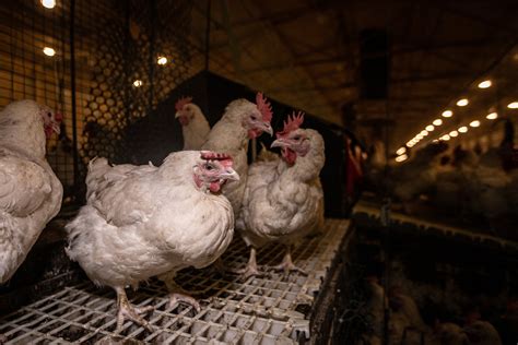 Ilustračná fotografia brojlerových kurčiat rôznych druhov