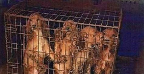 Ilustračná fotografia psov v klietkach